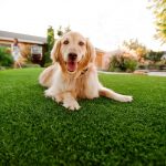 Synthetic Grass For Dogs Solana Beach, Artificial Lawn Dog Run Installation