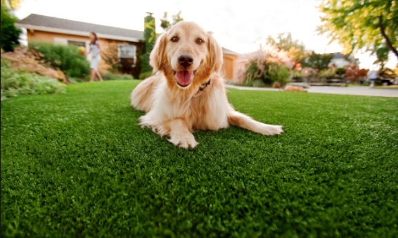 Keep Artificial Grass Clean Even With Dogs In Solana Beach