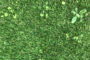 7 Tips To Control Artificial Grass Weed Solana Beach